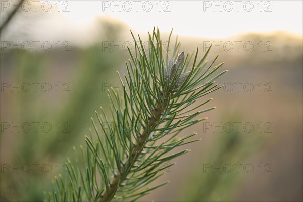 Close- up of a Scots pine