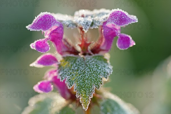 Flowering red deadnettle