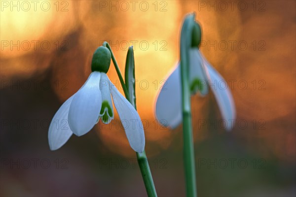 Common snowdrop