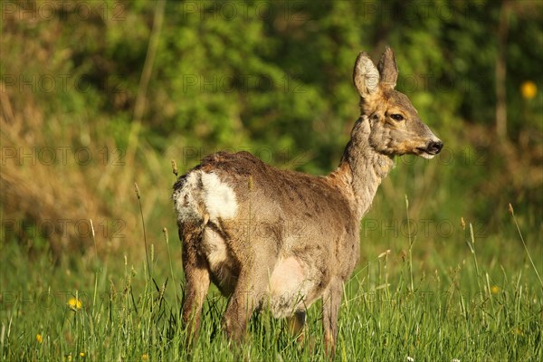 Roe deer