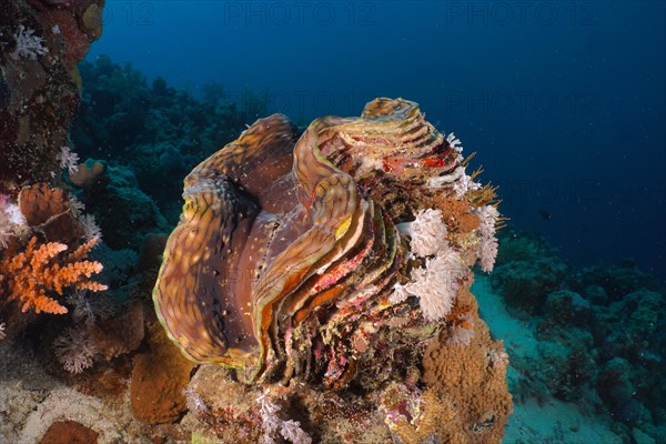 Fluted giant clam