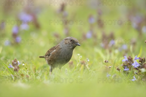 Dunnock or Hedge sparrow