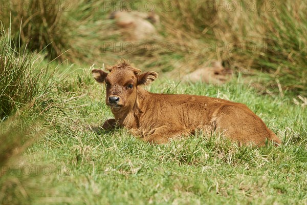 Aurochs