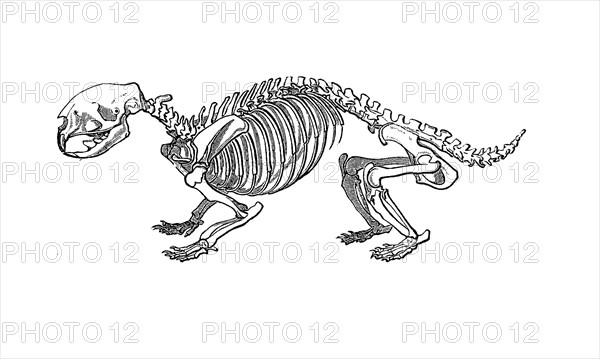 Skeleton of the porcupine