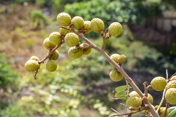 Longan