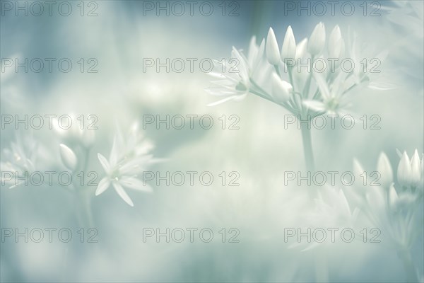 Ramsons