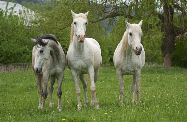 Horses