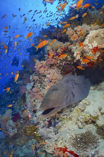 Giant Moray