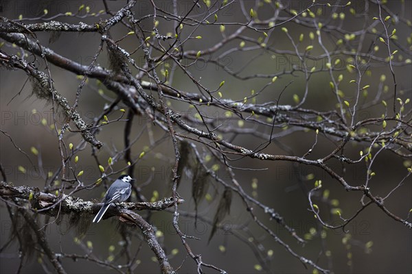 White wagtail