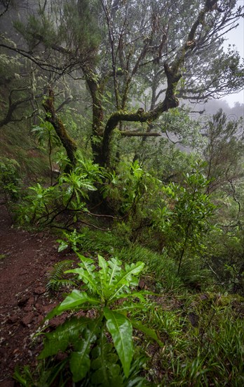 Ichter forest with giant sow thistle