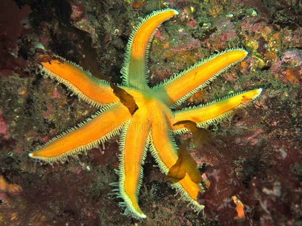 Seven-armed starfish