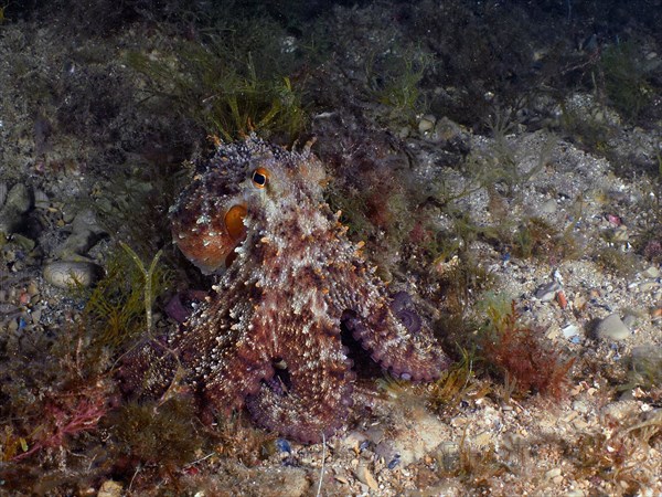 Common octopus