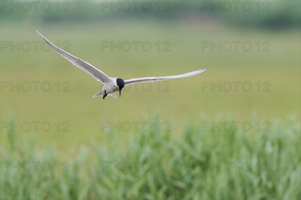 Gull-billed tern