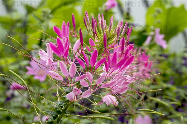 Spider flower or spiny spiderflower