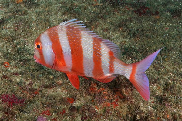 English bream