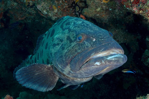 Potato grouper