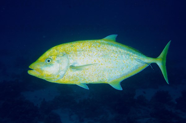 Orange-spotted trevally