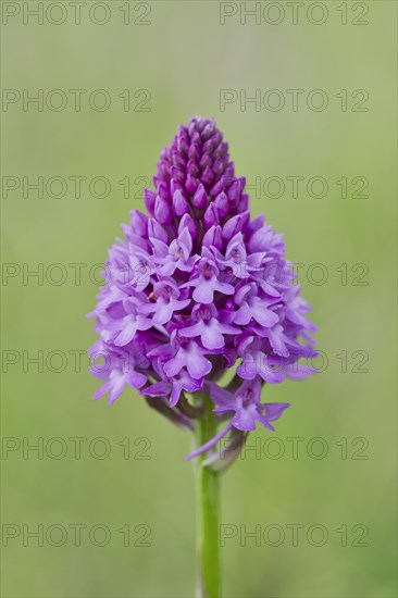 Pyramidal orchid