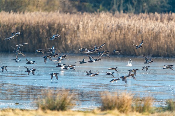 Northern Shoveler