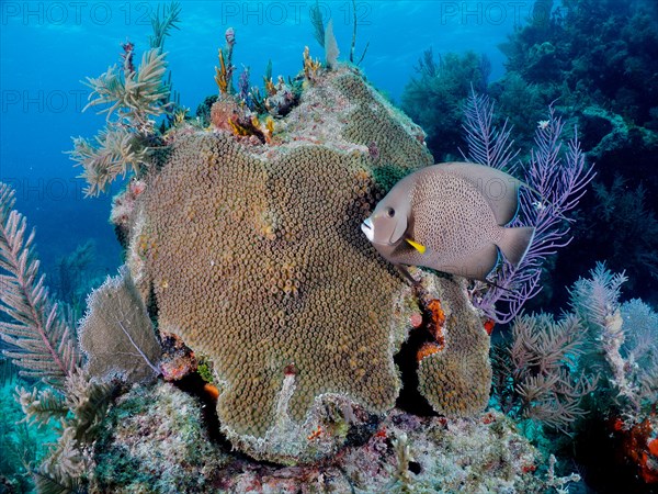 Gray angelfish