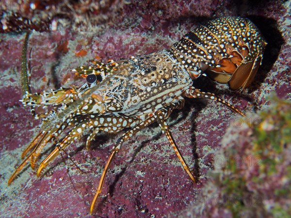 Guinea chick crayfish