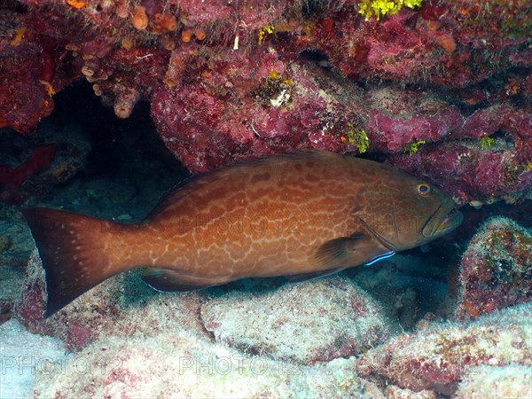 Black grouper