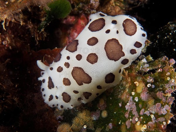 Leopard snail