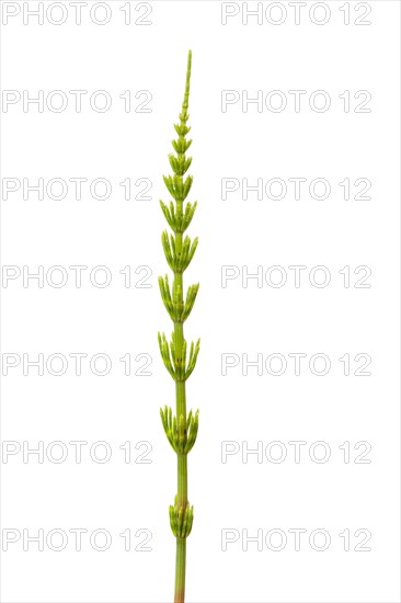 Field horsetail