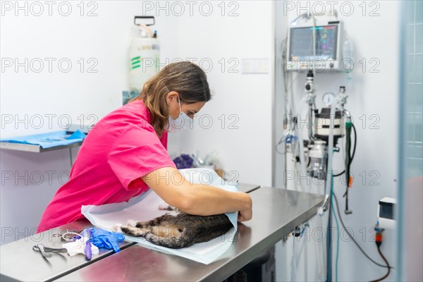 Veterinary clinic with a cat