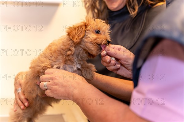 Veterinary clinic