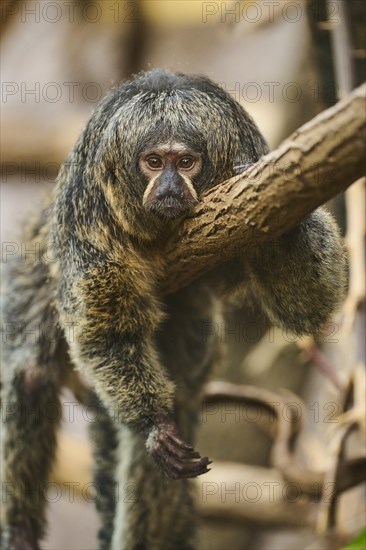 White-faced saki