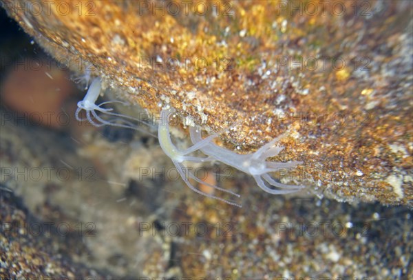 Polyp Grey hydra vulgaris