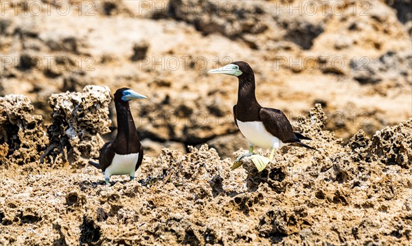 Brown Booby