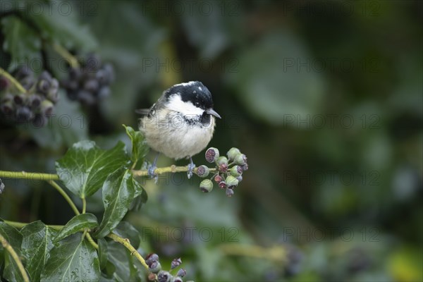 Coal tit