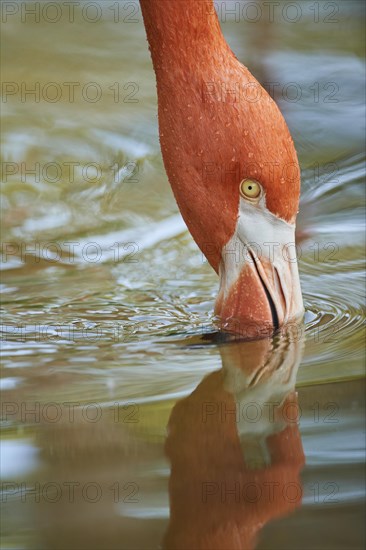 Portrait of an American flamingo