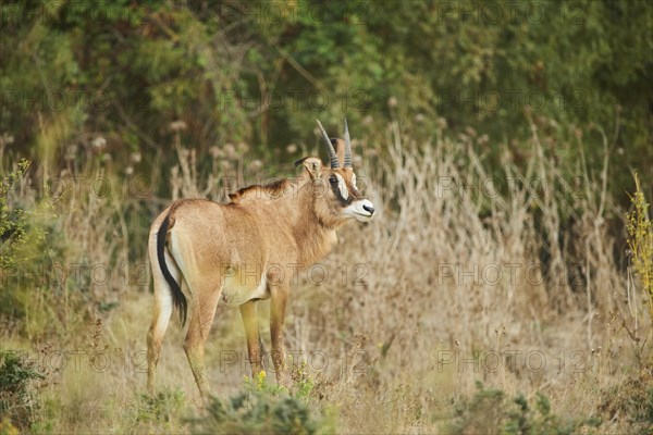 Sable antelope