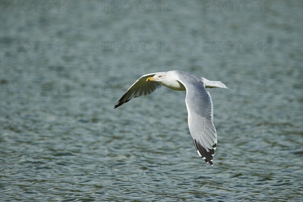 Yellow-legged gull