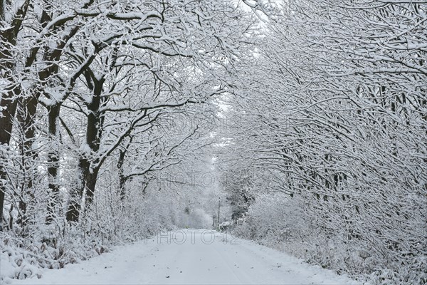 Snowy country road in Schleswig-Holstein