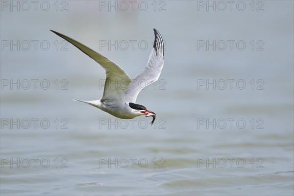 Elegant tern