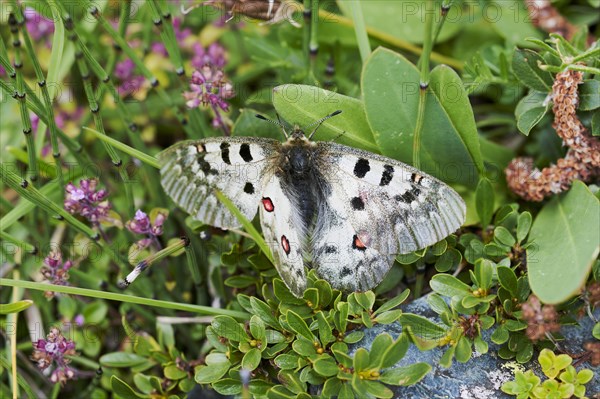 Alpine Apollo