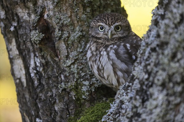 Pygmy Owl