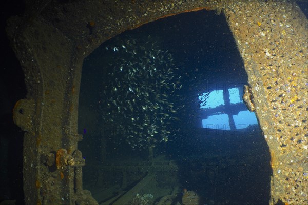 Shoal of Schwenks Hatchetfish