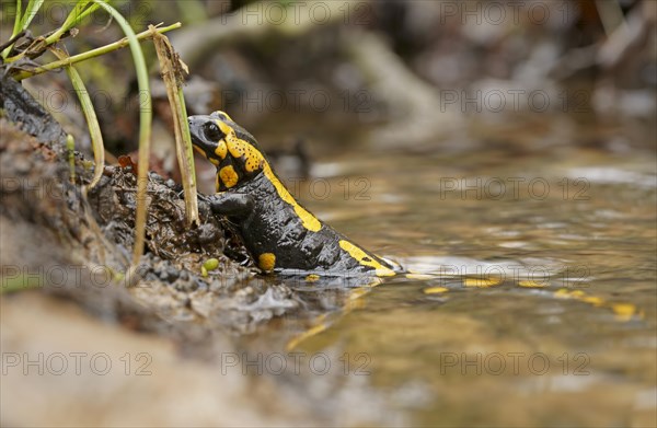 Female fire salamander
