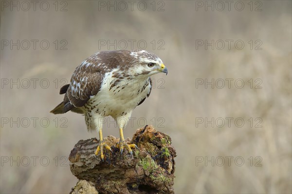 Common steppe buzzard