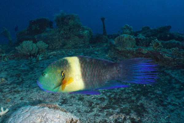 Broomtail wrasse