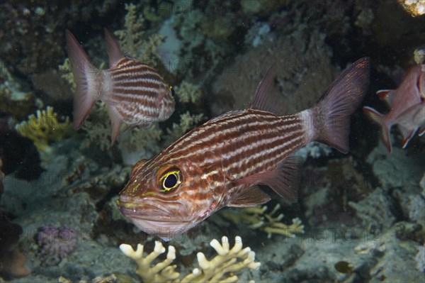 Largetoothed cardinalfish