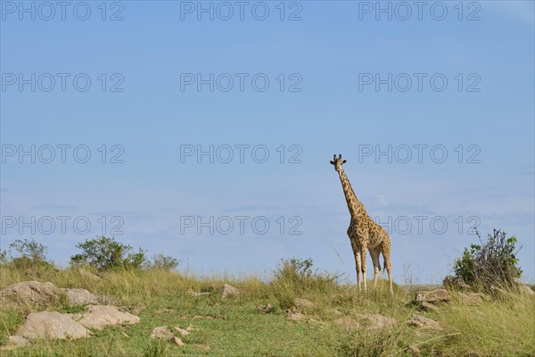 Masai giraffe