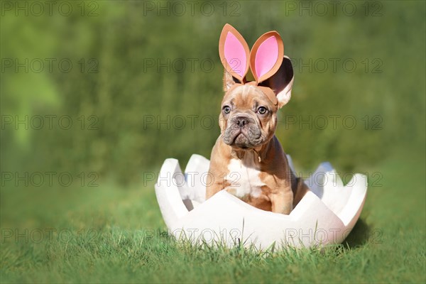 Cute French Bulldog dog puppy sitting in egg shell on grass with copy space