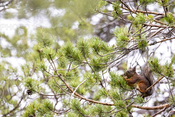 Eurasian red squirrel