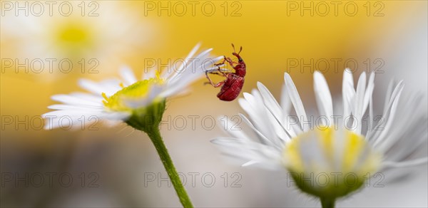 Red beetle on a white flower